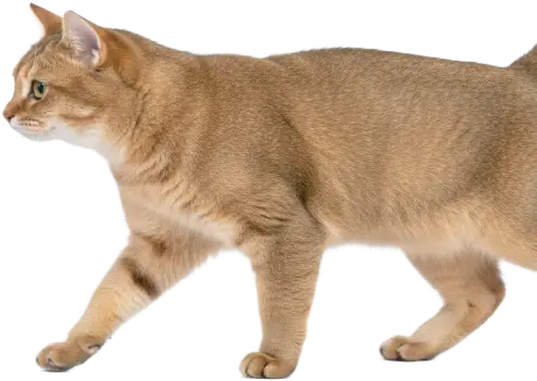 gato laranja